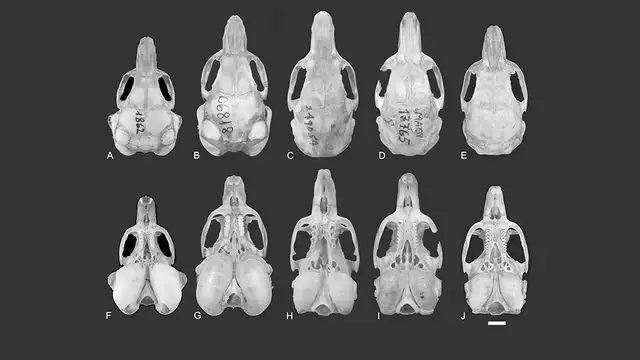 Investigadores de varias instituciones lograron identificar la especie, resaltando la importancia de la conservación de los bosques y el apoyo a la investigación científica en el país.