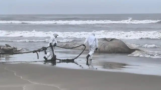 Autoridades intentando extraer el cadáver en la playa San José