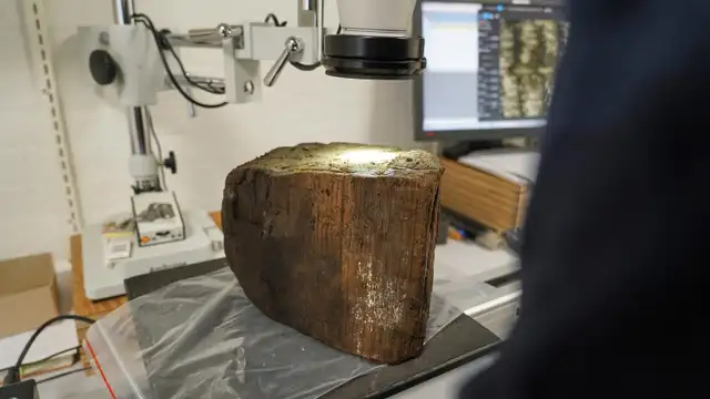 Los tocones de árboles sumergidos conservados en lodo y sedimentos se pueden fechar con precisión, revelando cuándo las mareas crecientes ahogaron los bosques costeros. Foto: James Brooks Los tocones de árboles sumergidos conservados en lodo y sedimentos se pueden fechar con precisión, revelando cuándo las mareas crecientes ahogaron los bosques costeros. Foto: James Brooks