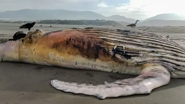 Cetáceo varado y muerto en playa de Arequipa Cetáceo varado y muerto en playa de Arequipa