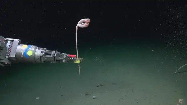 La pluma de mar Pseudumbellula sp. Créditos: ROV SuBastian / Schmidt Ocean Institute La pluma de mar Pseudumbellula sp. Créditos: ROV SuBastian / Schmidt Ocean Institute
