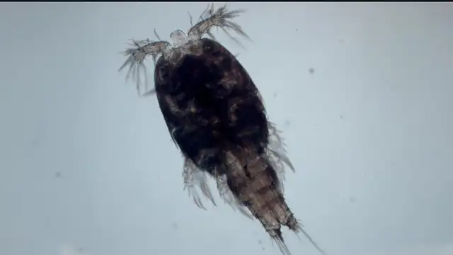Copepod (Pseudotachidius sp.) forma parte de un grupo de crustáceos fundamentales en los ecosistemas de las profundidades marinas. Foto: The Nippon Foundation-Nekton Ocean Census / Schmidt Ocean Institute. Copepod (Pseudotachidius sp.) forma parte de un grupo de crustáceos fundamentales en los ecosistemas de las profundidades marinas. Foto: The Nippon Foundation-Nekton Ocean Census / Schmidt Ocean Institute.