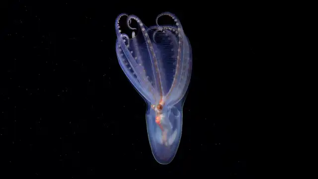 Un asombroso pulpo telescopio (Amphitretus sp.) documentado a 888 metros de profundidad en el cañón de Mar del Plata. Foto: ROV SuBastian / Schmidt Ocean Institut Un asombroso pulpo telescopio (Amphitretus sp.) documentado a 888 metros de profundidad en el cañón de Mar del Plata. Foto: ROV SuBastian / Schmidt Ocean Institut