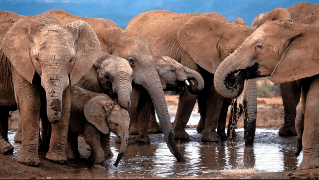 Los elefantes suelen vivir en comunidad y alejarse de la misma hasta un lugar específico al saber que morirán. Foto: EFE