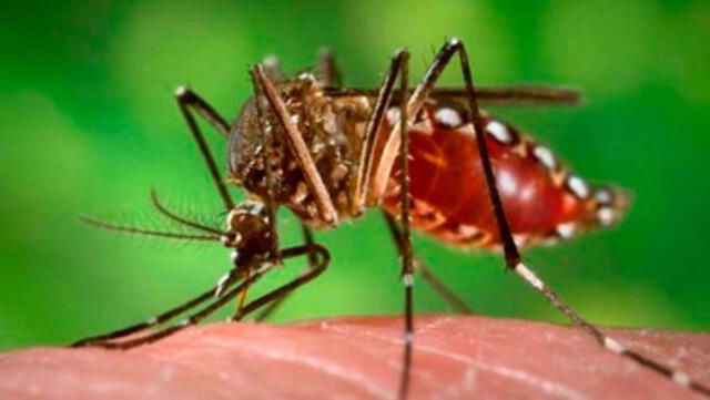 El dengue mayormente se transmite mediante la picadura de un mosquito