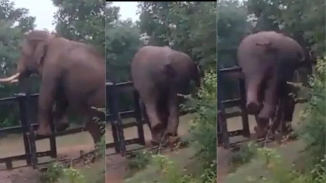 Elefante intenta ‘escapar’ tras robar cultivos, trepa una valla y queda registrado en video