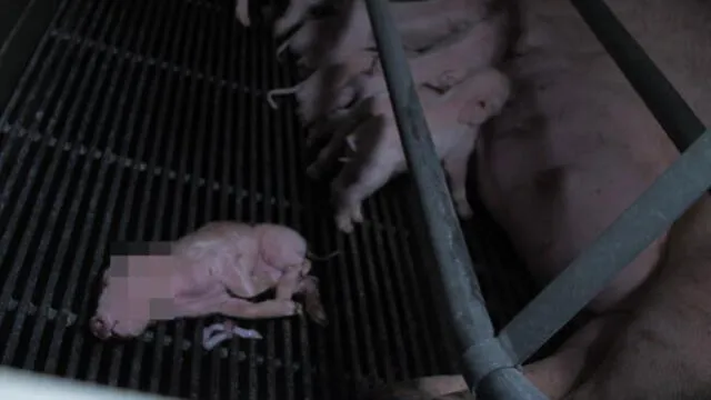 Enjaulados, heridos o putrefactos junto a sus madres: atroz tortura a cerdos bebés en granja [VIDEO]