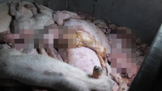 Enjaulados, heridos o putrefactos junto a sus madres: atroz tortura a cerdos bebés en granja [VIDEO]