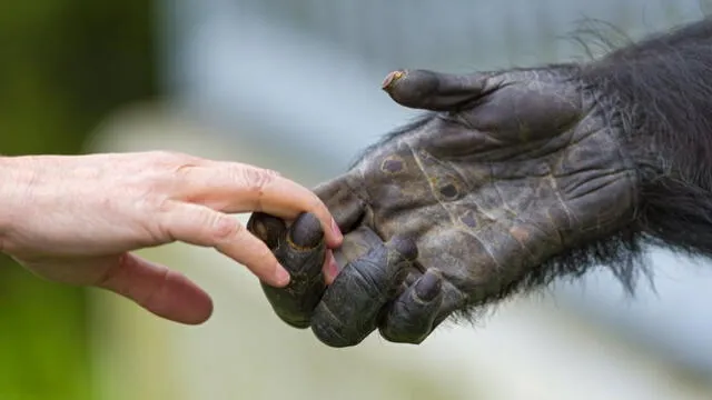 La masturbación no es exclusivamente para los humanos. Foto: AFP   