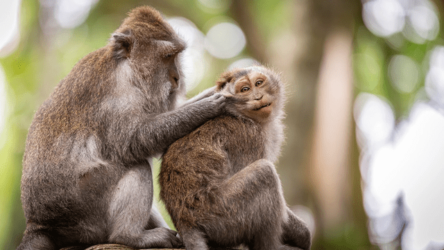 Los investigadores siguieron a más de 230 monos rhesus en una isla de Puerto Rico para averiguar cómo era su comportamiento sexual Foto: Pixabay   