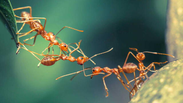  Las hormigas tienen su propio método de descanso. Foto: LR<br>    