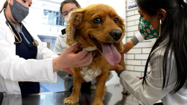  Vacunar las mascotas contra la rabia es importante para prevenir la enfermedad. Foto: UNAM   