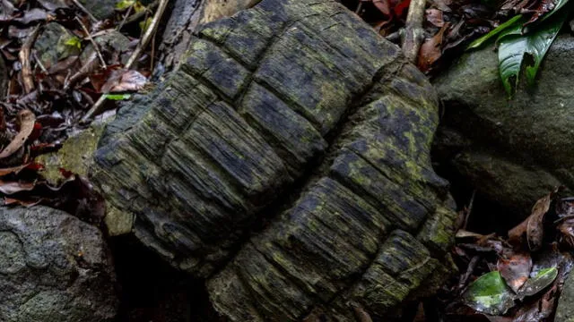  Se hallaron cientos de muestras de madera fosilizada en la isla de Barro Colorado en Panamá. Foto: Christian Ziegler   