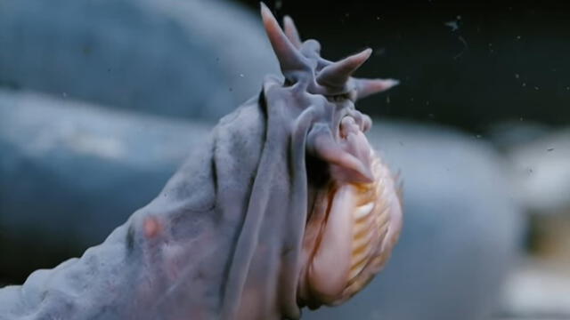  Los peces brujas viven en el fondo del océano, alimentándose de cadáveres de animales acuáticos. Foto: Nerdist   