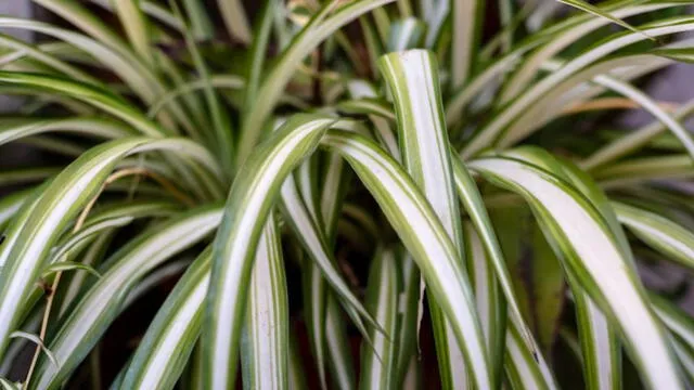  La planta cinta de novia también es conocida por absorber la humedad. Foto: Hogarmania   