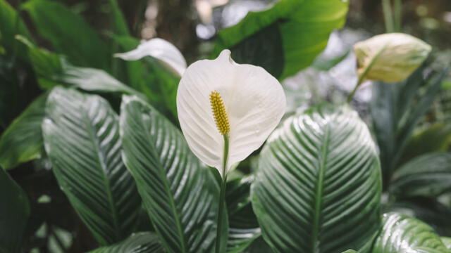  La planta cuna de Moisés es una de las plantas más comunes para decoración de interiores. Foto: Plantify   