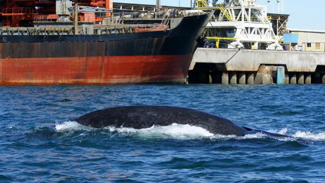 Un barco grande puede producir ruidos de hasta 110 decibeles. Foto: GEA, Concitec   