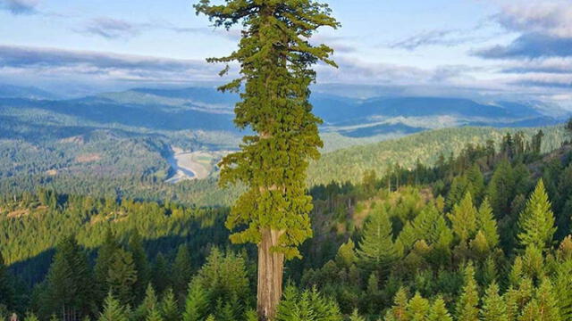 El árbol más grande del mundo está en América: con su altura supera a la Estatua de la Libertad