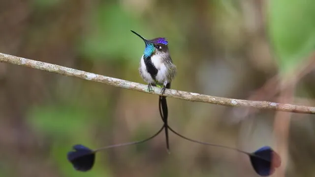  Esta hermosa ave se encuentra en la Amazonía peruana. Foto: Peru Travel<br>    