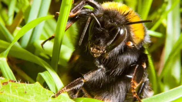  El estudio surgió de manera accidental mientras la autora principal, Sabrina Rondeau, investigaba el efecto de los residuos de pesticidas en los abejorros durante su preparación para hibernar. Foto: Periódico La Patria    