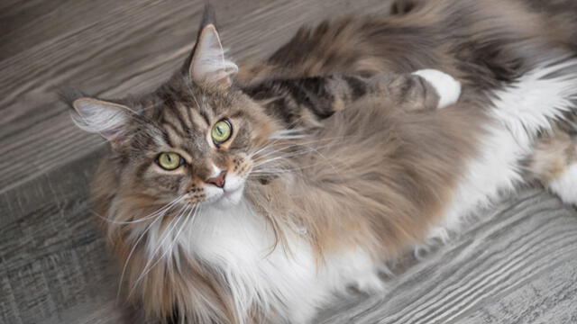 Descubre la raza de gato doméstico más grande del mundo originaria de América que puede pesar hasta 9 kg