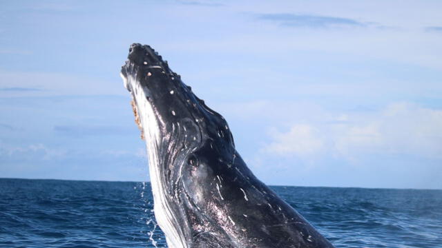  La presencia y comportamiento de las ballenas jorobadas ayudan a mantener el equilibrio de los ecosistemas marinos. Foto: Dana Cusano / Universidad de Queensland   