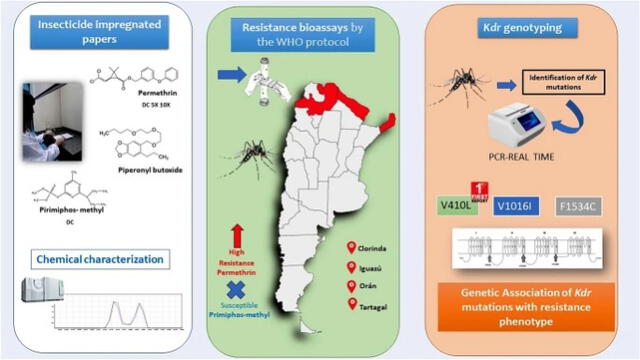 Este hallazgo, publicado en la revista científica Parasites &amp; Vectors, pone de relieve un desafío creciente en la lucha contra el dengue en la región. Gráfico: Parasites and vectors.   