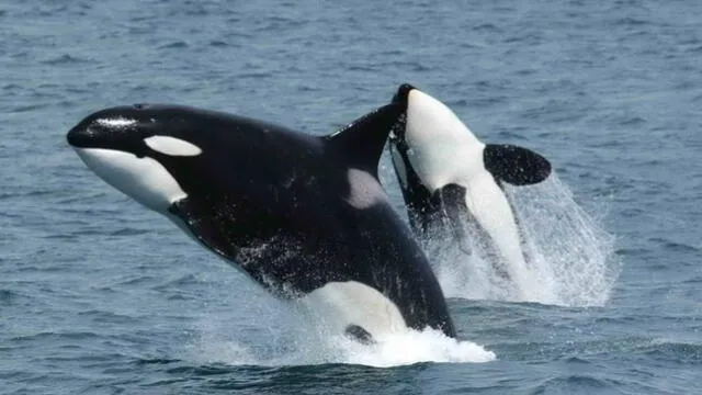 El comportamiento alimenticio de las orcas tiene un impacto directo en la cadena alimentaria de los ecosistemas marinos. Foto: El País   