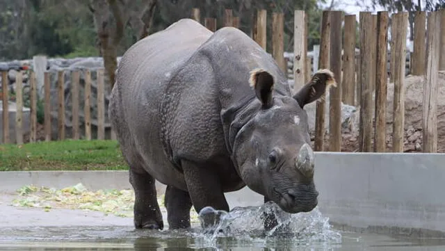 Rinoceronte Valentina es cuidada en el zoológico de San Miguel. Foto: Parque de las Leyendas    