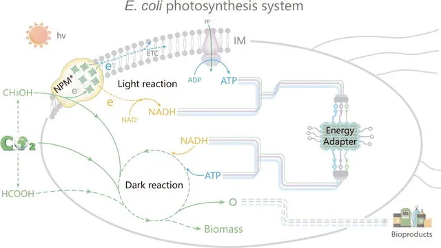 La investigación, publicada en Nature Communications, detalla cómo esta modificación permite a la E. coli transformar dióxido de carbono en compuestos industriales valiosos. Foto: Nature   