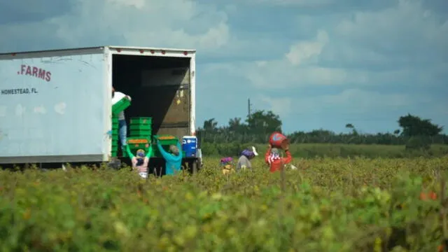 El maíz, la soja y el trigo son algunos de los principales cultivos agrícolas en Estados Unidos. Foto: Daniel Castropé /DLA El maíz, la soja y el trigo son algunos de los principales cultivos agrícolas en Estados Unidos. Foto: Daniel Castropé /DLA