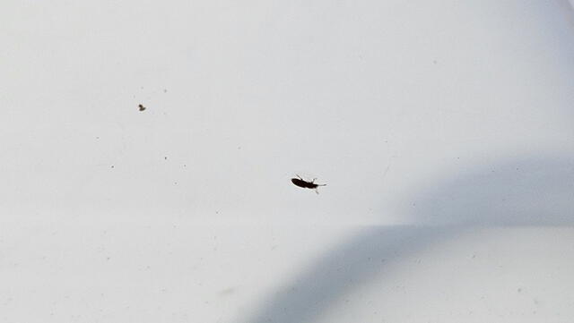  Insectos encontrados en el programa Cuna Más de Barranco y Huaral. Foto: Contraloría   