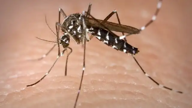 Mosquito 'Aedes aegypti', vector de enfermedades como el dengue o zika. Mosquito 'Aedes aegypti', vector de enfermedades como el dengue o zika.