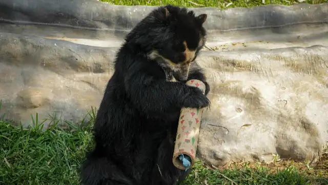 Dos osos de anteojos fueron trasladados a la sede San Miguel tras ser rescatados. Foto: difusión