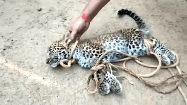 YouTube: capturan y atan a cachorro de leopardo para tomarse fotos con él [VIDEO]