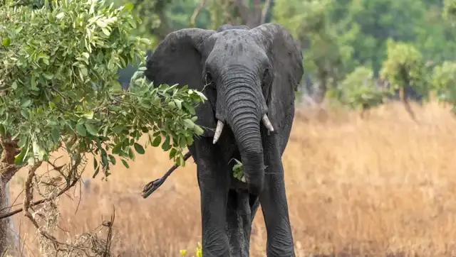 elefante safari | mujer muere en safcari | eeuu safari muerte