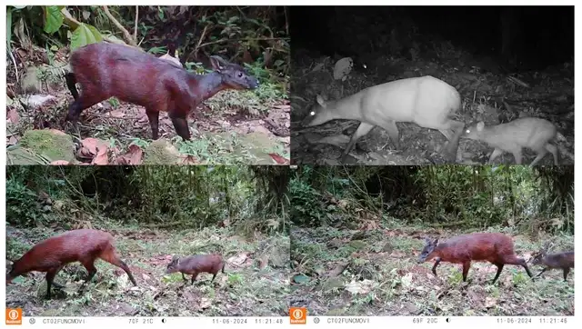  La apariencia física de este venado incluye un pelaje rojizo y una máscara oscura en el rostro. Foto: Instituto Humboldt<br>    