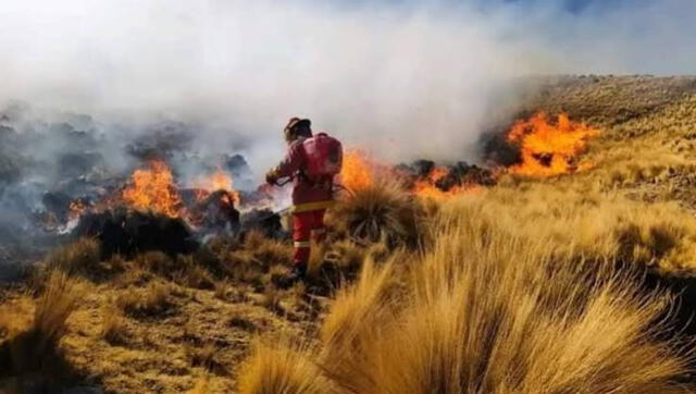 Miles de hectáreas han sido afectadas por incendios forestales. Foto: Difusión   