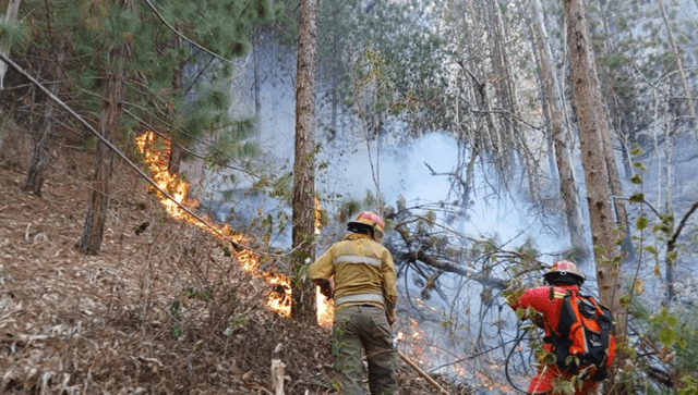 Incendios forestales afectaron gran parte de la reacción. Foto: Difusión   