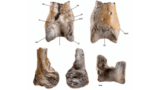  El hallazgo incluye un fragmento del tibiotarso, un hueso de la pata, lo que da pistas sobre su movilidad y caza. Foto: EFE   