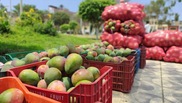 Agricultores señalan que no tienen experiencia en cultivar frambuesas. Foto: Emmanuel Moreno.   