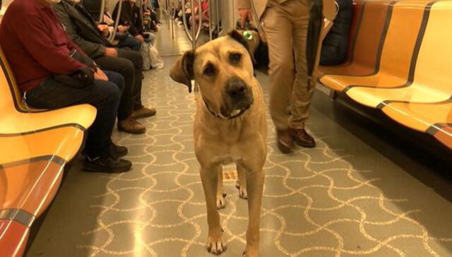 Boji, el perro que viaja 30 kilómetros al día utilizando transporte público