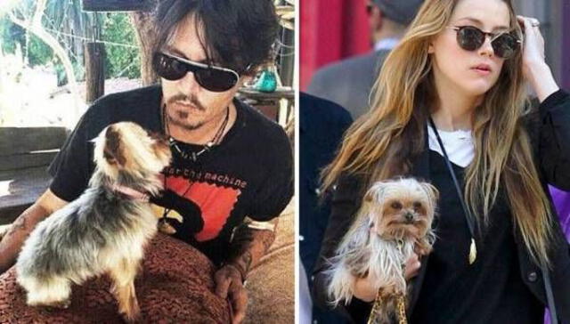 Johnny Depp y Amber Heard tenían dos mascotas, Boo y Pistol, unos perritos tiernos de la raza Yorkshire Terrier (Yorkie). Foto: Instagram