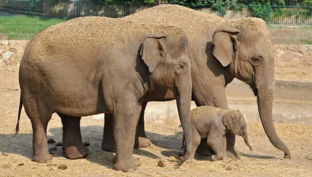 Los elefantes se caracterizan por su naturaleza social y exhiben conductas que demuestran sensibilidad. Foto: AFP   