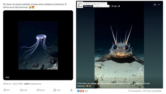 <em>Desinformación sobre la reciente expedición en el Cañón Mar del Plata, que forma parte del litoral argentino. Foto: captura de X / Facebook</em>   