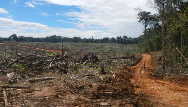 La Amazonía peruana pierde 31.500 hectáreas por cultivos de palma aceitera