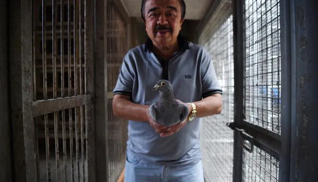 Volar y morir: crueldad en el certamen de palomas mensajeras más grande del mundo [FOTOS]