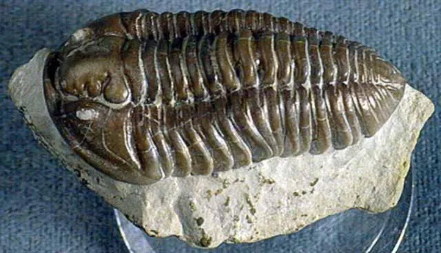 Especimen fósil de Flexicalymene meeki, una criatura d