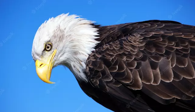 Qué significa soñar con águilas? | Respuestas | La República