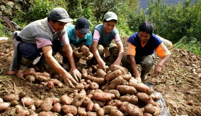 Bono rural agrario de 760 soles Perú 2020